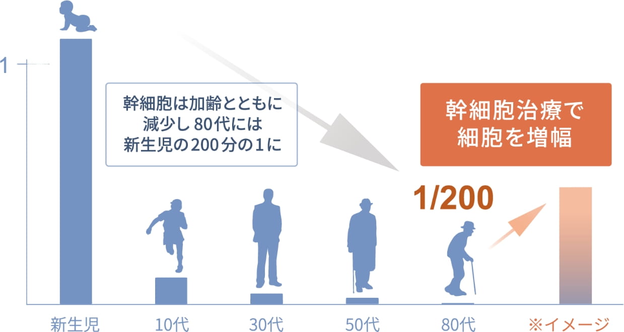 加齢とともに減少する幹細胞再生能力の増幅を目指す「幹細胞治療」